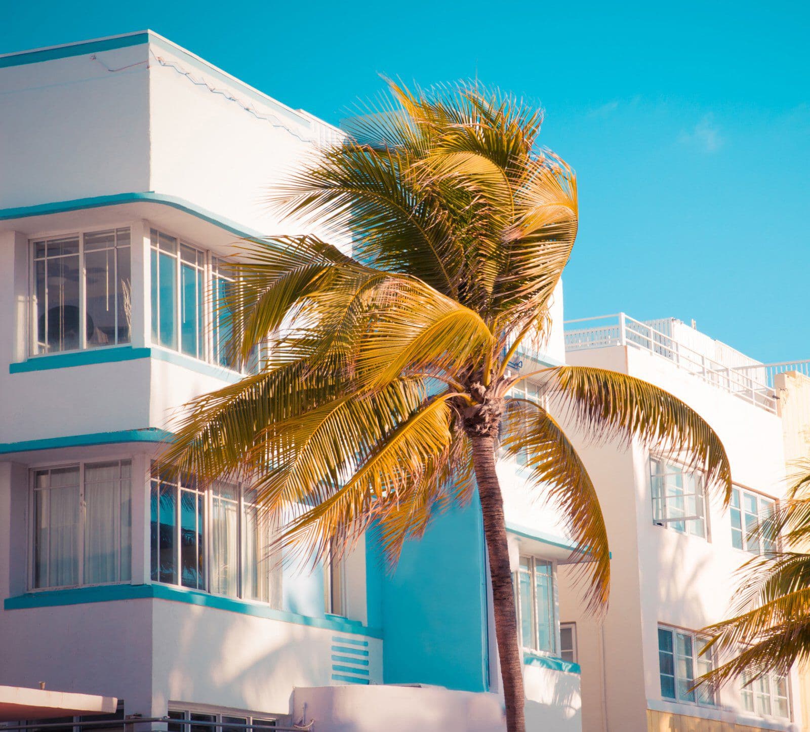 Miami apartment house and palm tree
